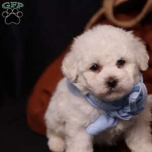 Jagger, Bichon Frise Puppy